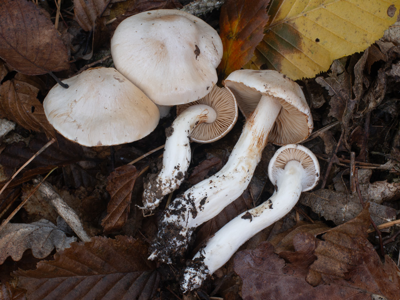 Cortinarius barbatus